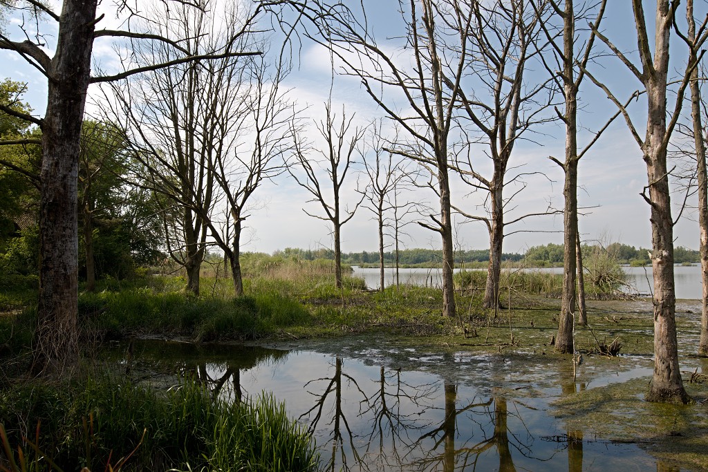 brabant biesbosch biesbos nationaal park natuurgebied natuur bevers eendenkooi rondvaart recreatie